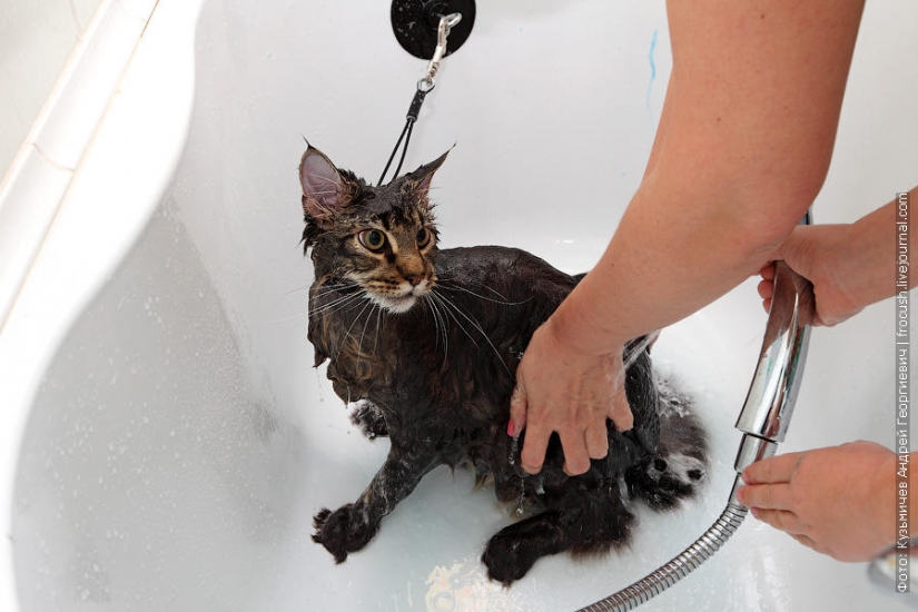 Cómo bañar a un gato y a vivir