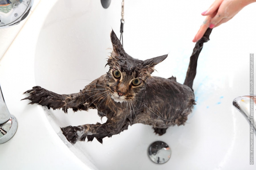 Cómo bañar a un gato y a vivir