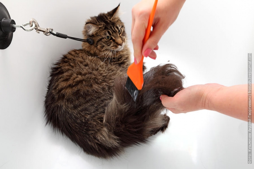 Cómo bañar a un gato y a vivir