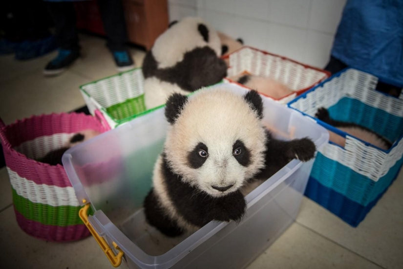 Cómo crecen los pandas en la provincia de Sichuan
