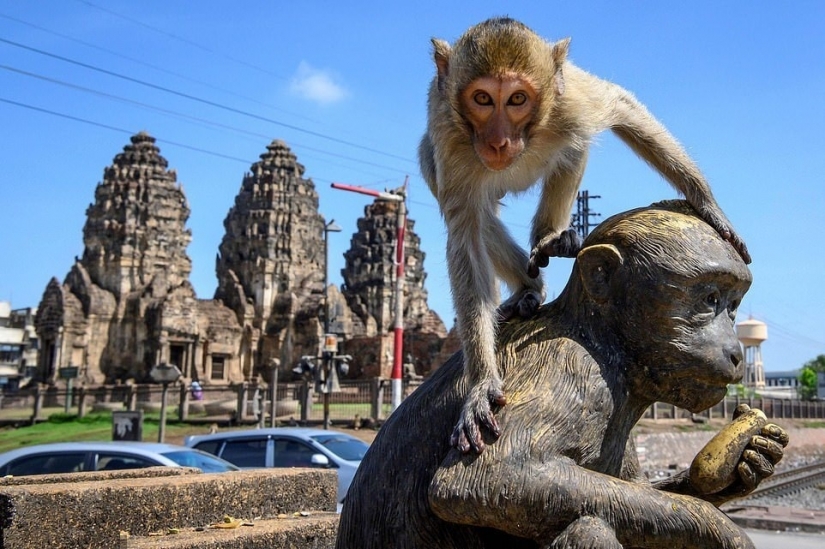 Como agresivo macacos aterrorizar a toda la ciudad en Tailandia