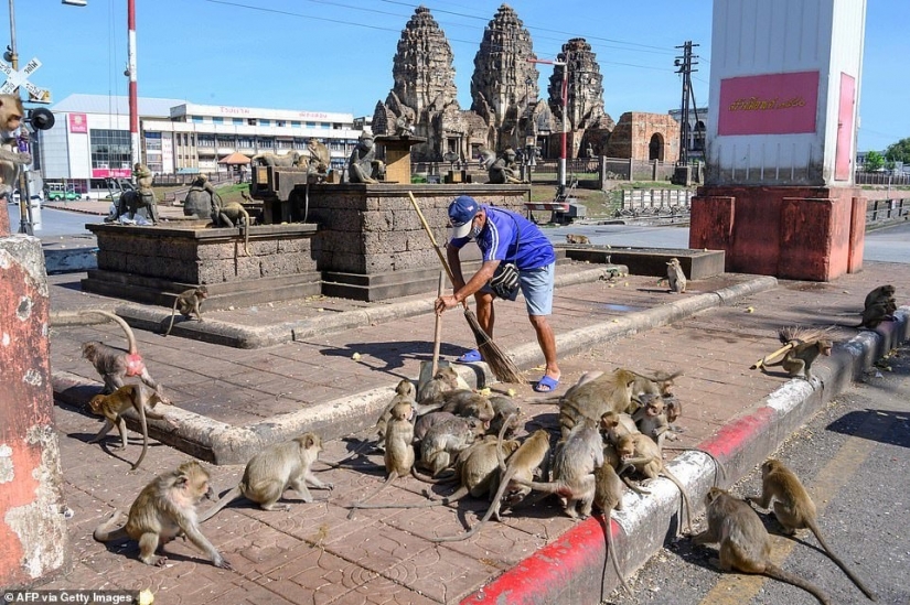 Como agresivo macacos aterrorizar a toda la ciudad en Tailandia