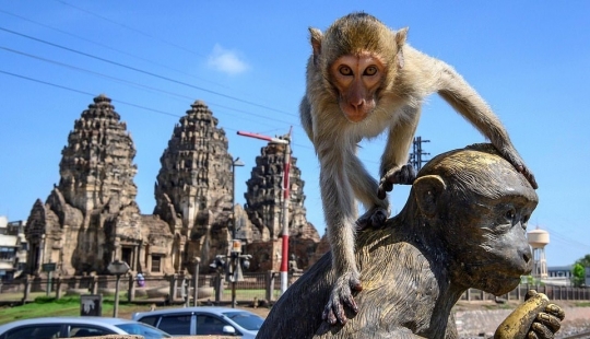 Como agresivo macacos aterrorizar a toda la ciudad en Tailandia