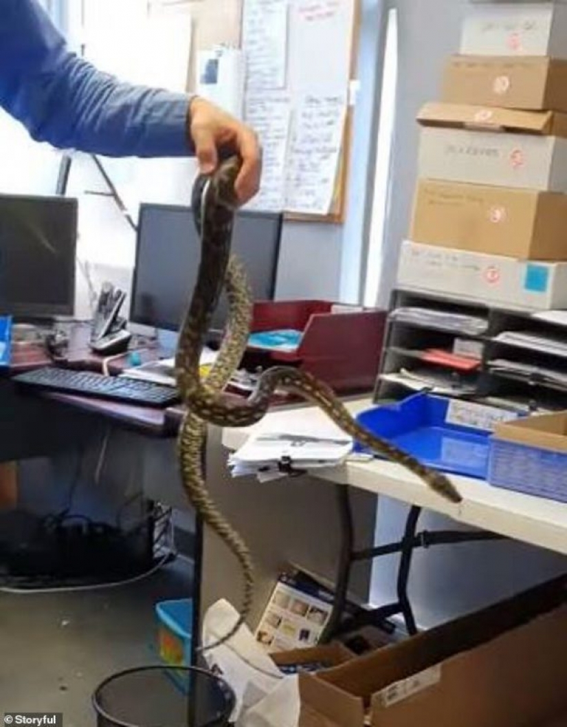Como Australia Python decidió trabajar en la oficina