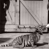Como bestias del siglo xix, las personas eran amigos