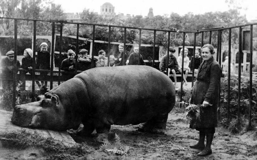 Como el zoológico de Leningrado sobrevivió al asedio