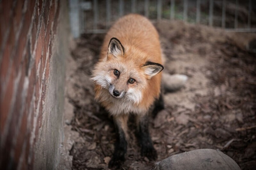 Como Fox frane granjas polacas, dio una nueva vida