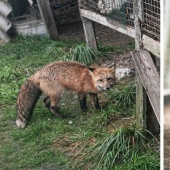 Como Fox frane granjas polacas, dio una nueva vida