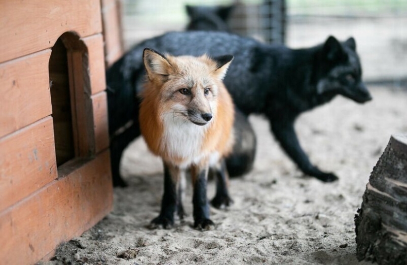 Como Fox frane granjas polacas, dio una nueva vida