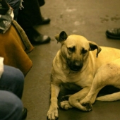 Como los perros callejeros son guiados en el metro de Moscú