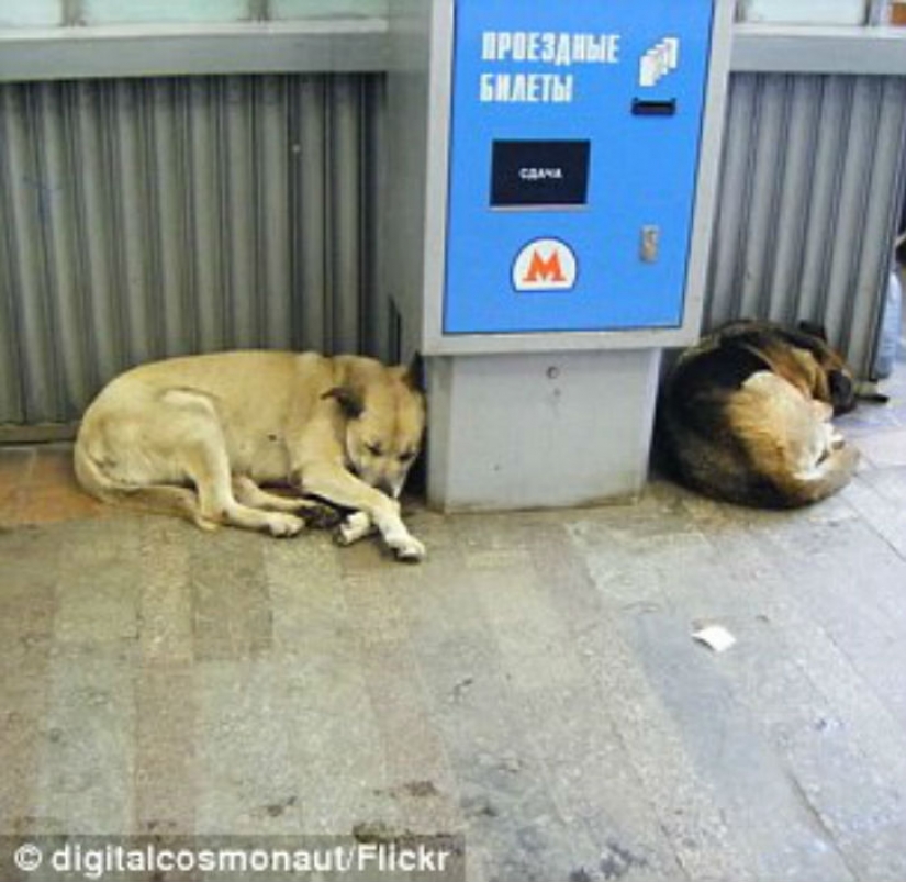 Como los perros callejeros son guiados en el metro de Moscú
