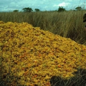 Como un montón de cáscaras de naranja cambiado el ecosistema en América Central