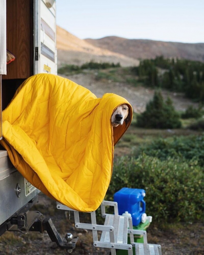 Como un viaje fotógrafo Theron Humphrey y su perro Maddie