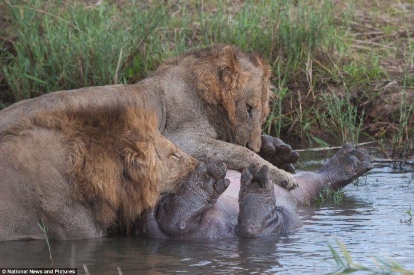 Cruel nature: lions vs Hippo