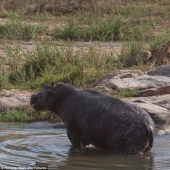 Cruel nature: lions vs Hippo