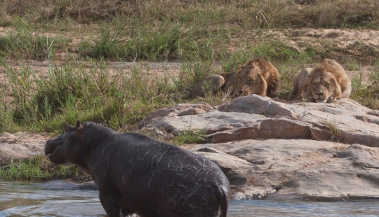 Cruel nature: lions vs Hippo