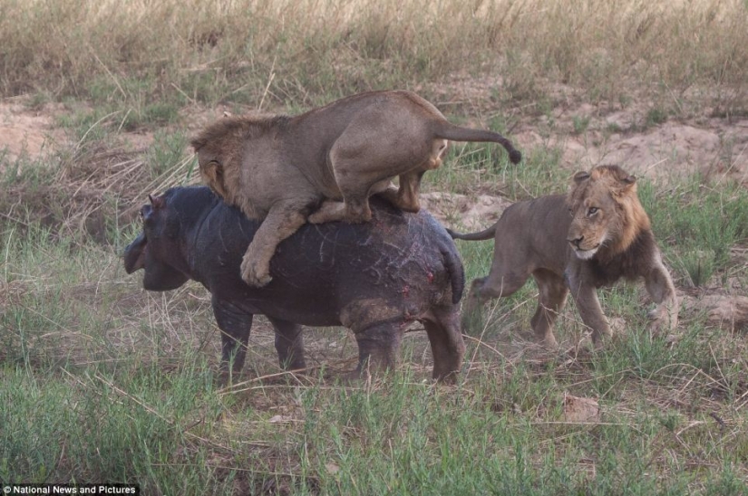 Cruel nature: lions vs Hippo