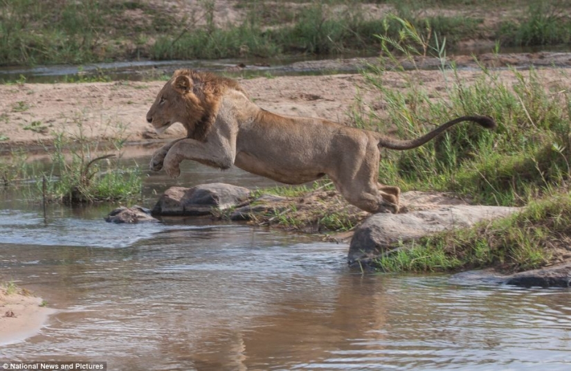 Cruel nature: lions vs Hippo