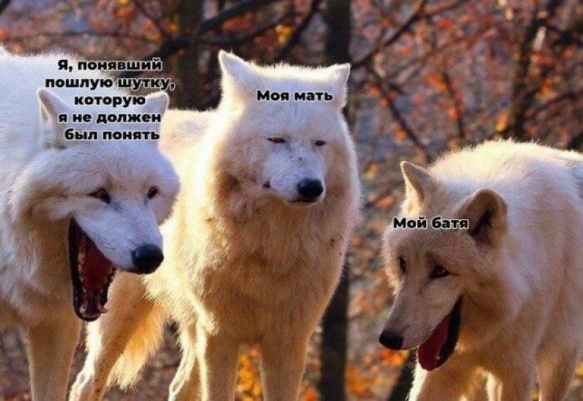 Cuando hice el meme acerca de la risa de los lobos