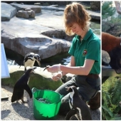 Cuatro empleados de un zoológico en el reino unido esperar a que pase la cuarentena de los animales