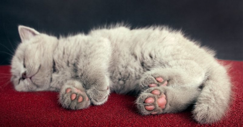 ¿Cuál es la pata del gato? La red es el más lindo de la flash mob del año