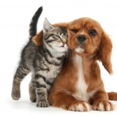 Cute Pets adorable photos by Mark Taylor