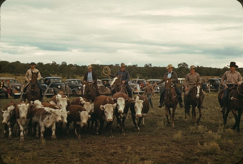 De los caballos de Ford: como un "domesticados" Salvaje Oeste