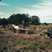 De los caballos de Ford: como un "domesticados" Salvaje Oeste