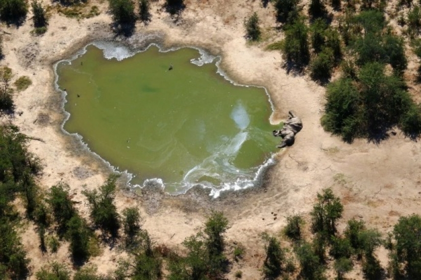 Desastre en Botswana: por alguna extraña razón por la que mató a más de 350 elefantes