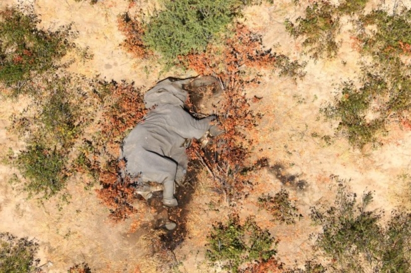 Desastre en Botswana: por alguna extraña razón por la que mató a más de 350 elefantes