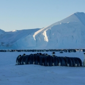 Detailed instructions: how to get into a polar expedition to Antarctica