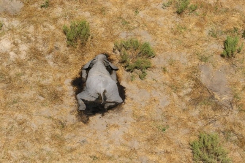 Disaster in Botswana: for some strange reason it killed more than 350 elephants