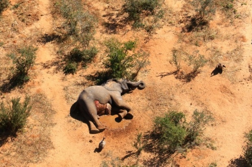 Disaster in Botswana: for some strange reason it killed more than 350 elephants
