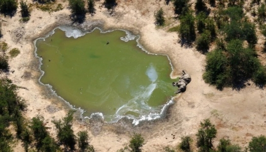 Disaster in Botswana: for some strange reason it killed more than 350 elephants