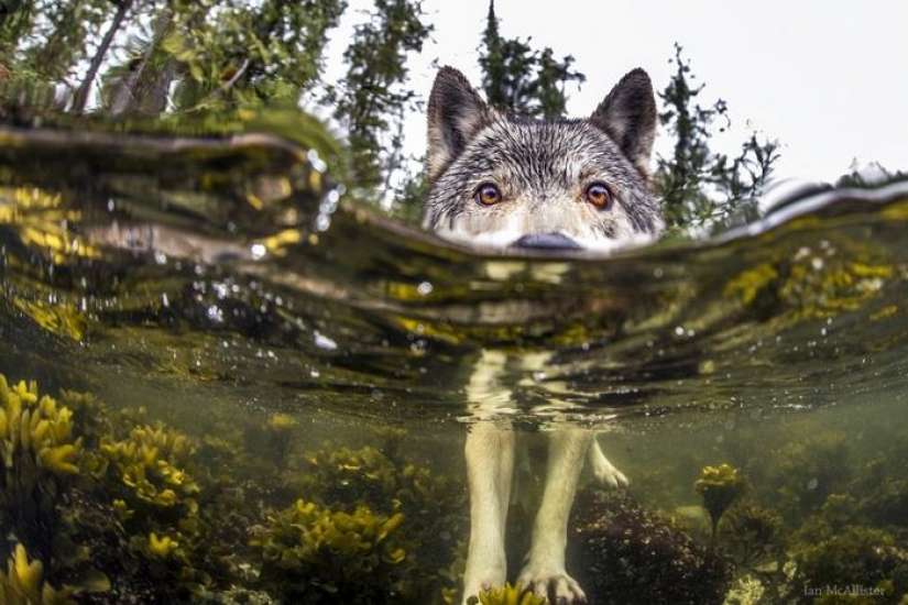 Discover a rare sea wolves, who live near the ocean and swim in it for hours