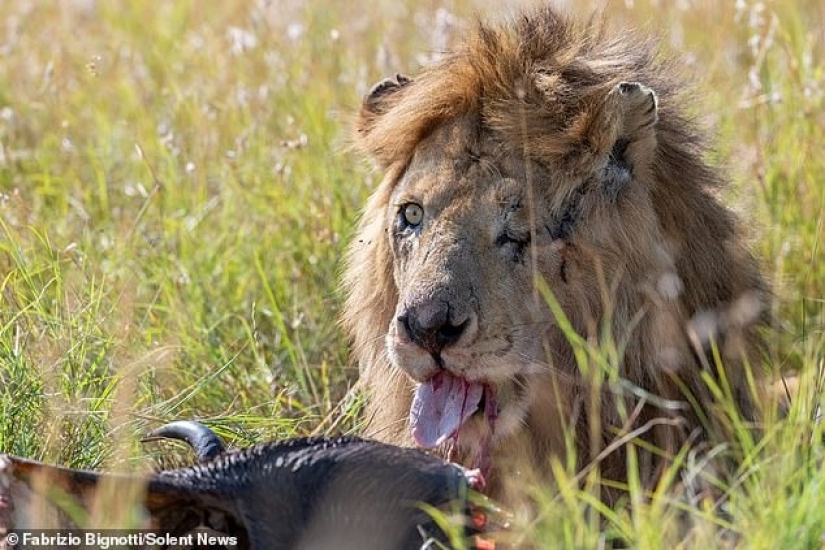 Disney Cicatriz: un fotógrafo encontró el tuerto león en Kenia