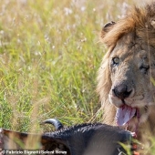 Disney Cicatriz: un fotógrafo encontró el tuerto león en Kenia