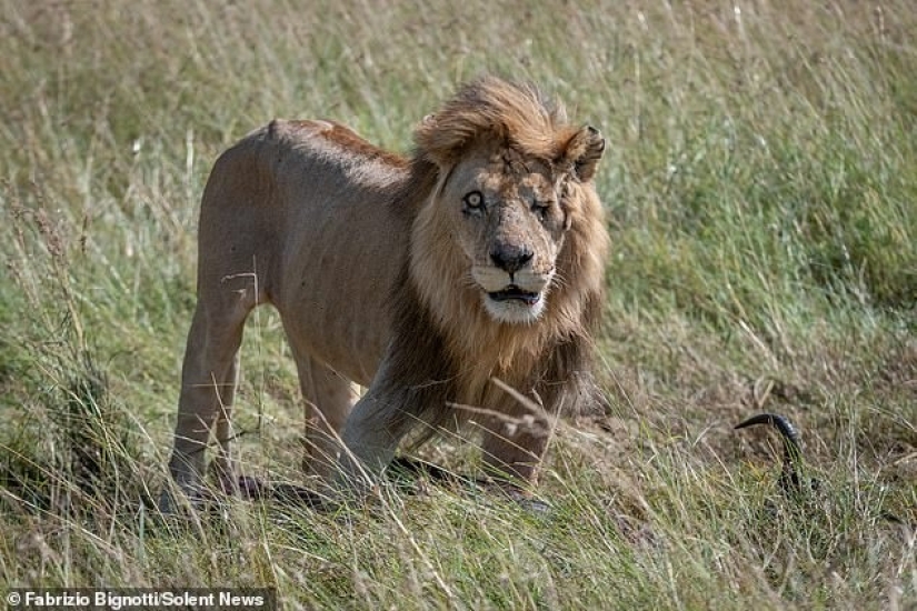 Disney Scar there: a photographer found the one-eyed lion in Kenya