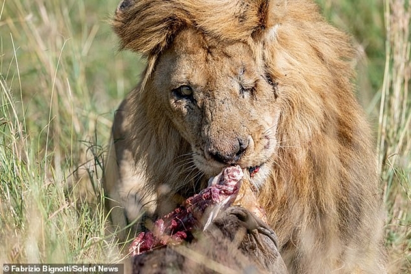 Disney Scar there: a photographer found the one-eyed lion in Kenya