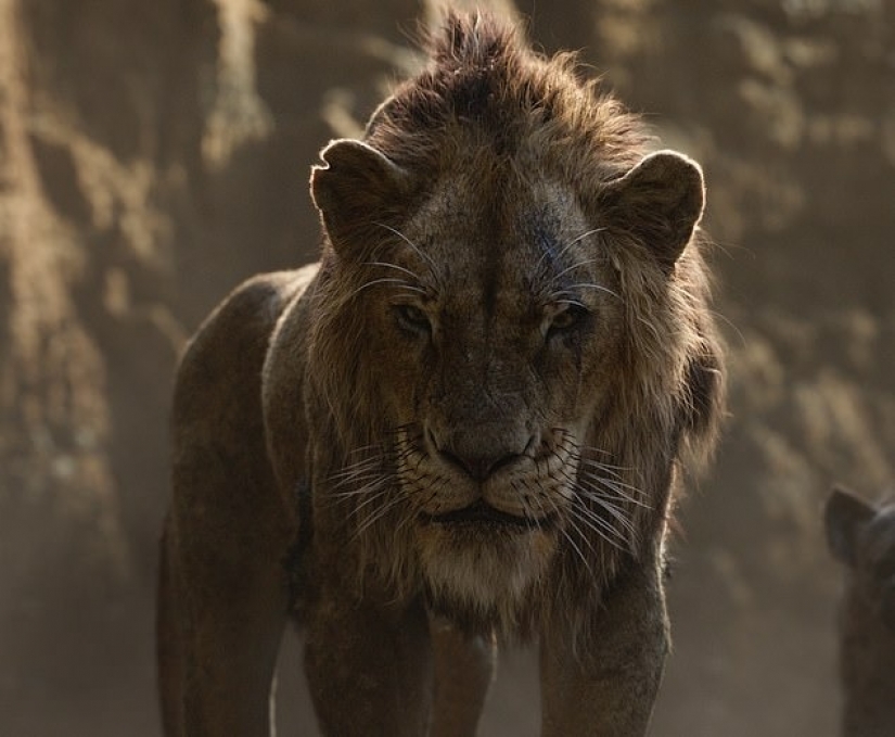 Disney Scar there: a photographer found the one-eyed lion in Kenya