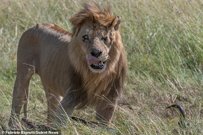 Disney Scar there: a photographer found the one-eyed lion in Kenya