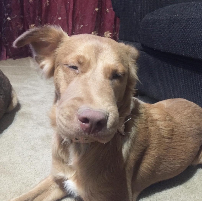 Dog who ate a bee and really regret it