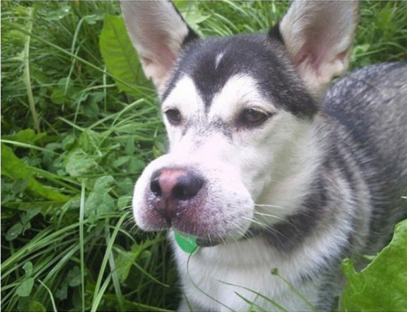 Dog who ate a bee and really regret it