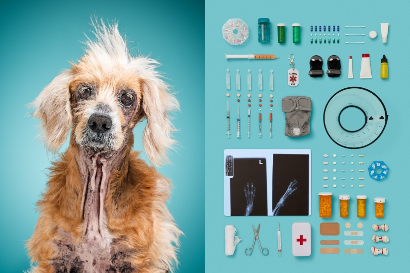 Dogs and their possessions: American revealed the essence of a dog's life