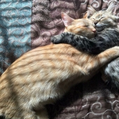 Dos gatitos cayó en el amor unos con otros y simplemente no puede ocultar sus sentimientos