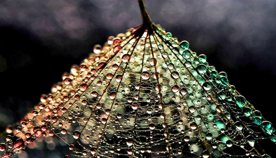 Drop by drop: macrophoto Evelina Blagoevo