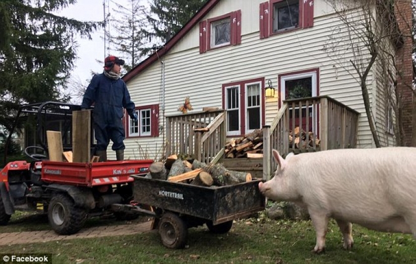 "Dwarf" pig grew to 300 pounds, forcing the owners to buy a new house