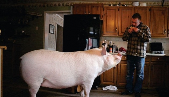 "Dwarf" pig grew to 300 pounds, forcing the owners to buy a new house
