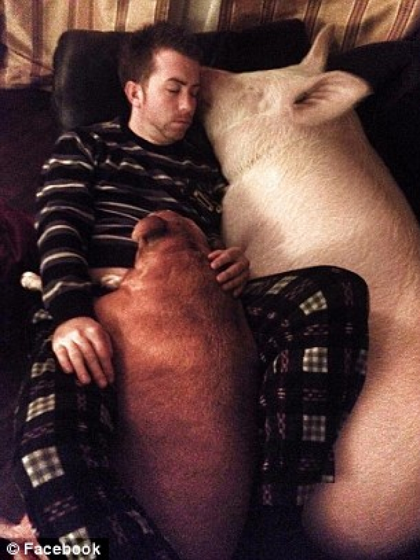 "Dwarf" pig grew to 300 pounds, forcing the owners to buy a new house