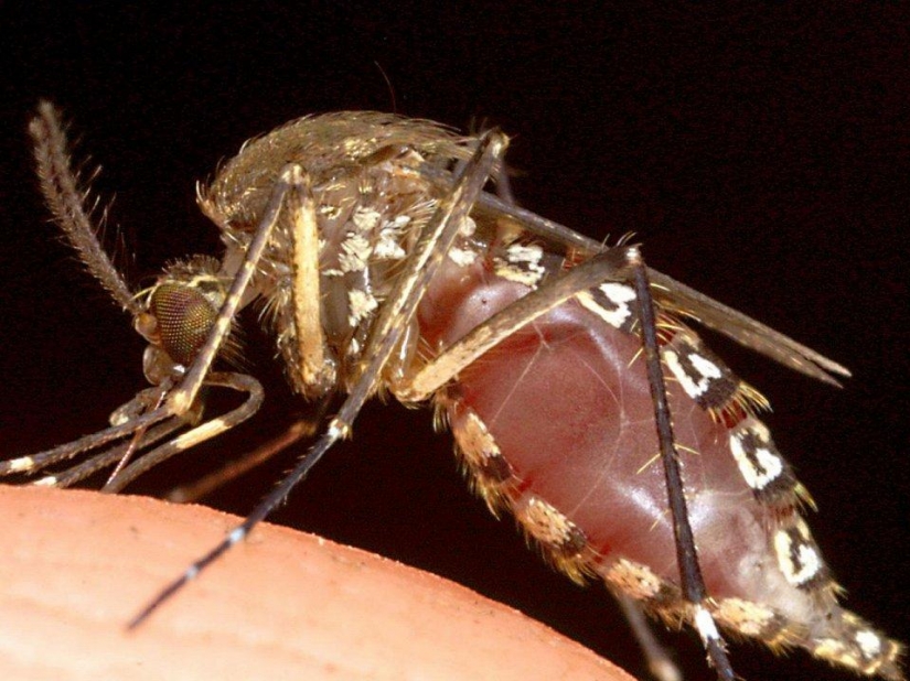 El 25 la mayoría de los insectos peligrosos del planeta